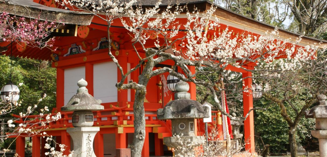 京都梅のイメージ