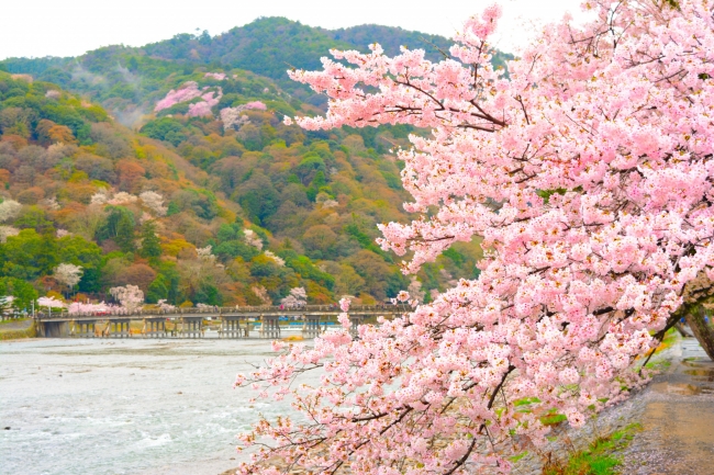無形文化遺産の和食の中でも人気の京都　懐石料理を、お花見をしながら味わう！？嵐山で「折詰弁当付き宿泊プラン」販売開始