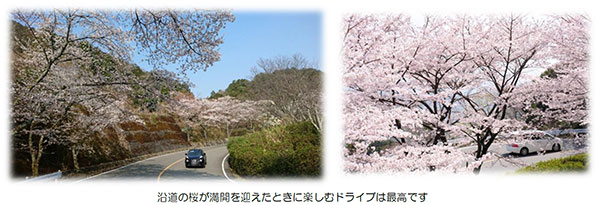 「嵐山―高雄パークウエイ」でドライブをしながら春を満喫しませんか？