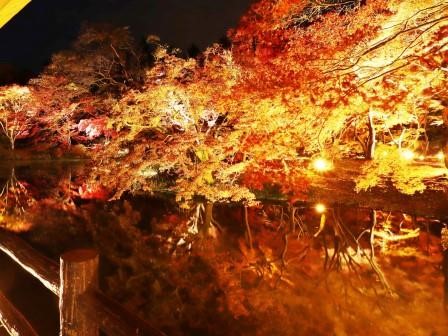 【京都府立植物園】幻想的な光の世界を楽しむ！「世界の紅葉ライトアップ」