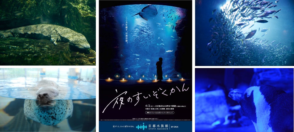 【京都水族館】夜限定の幻想的な水族館でいきものたちと過ごす「夜のすいぞくかん」2022年4月2日（土）スタート