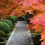 京都寺院特別公開