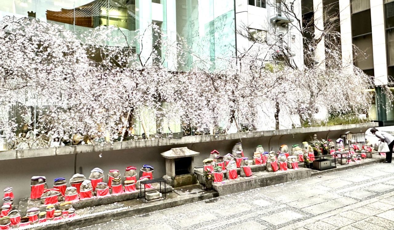 2023年京都 六角堂の桜