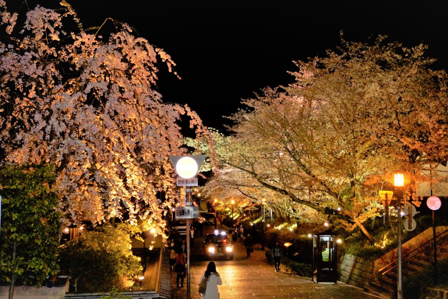 高台寺2023夜桜ライトアップ