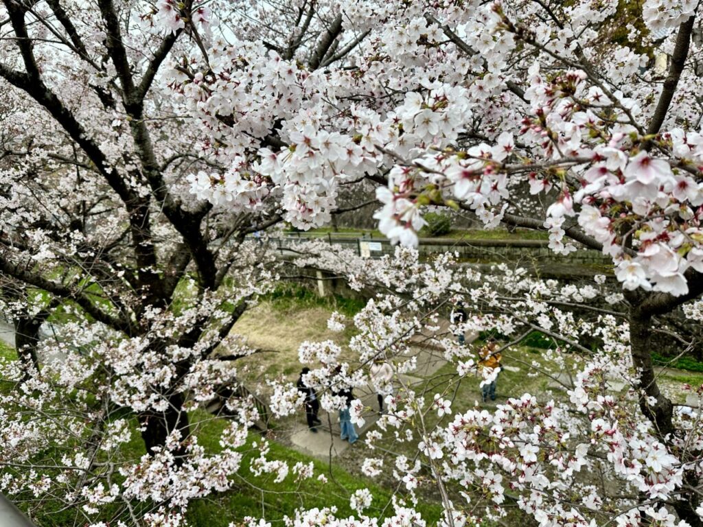 南禅寺桜
