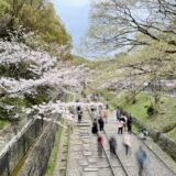 京都南禅寺　インクラインの桜と湯豆腐八千代