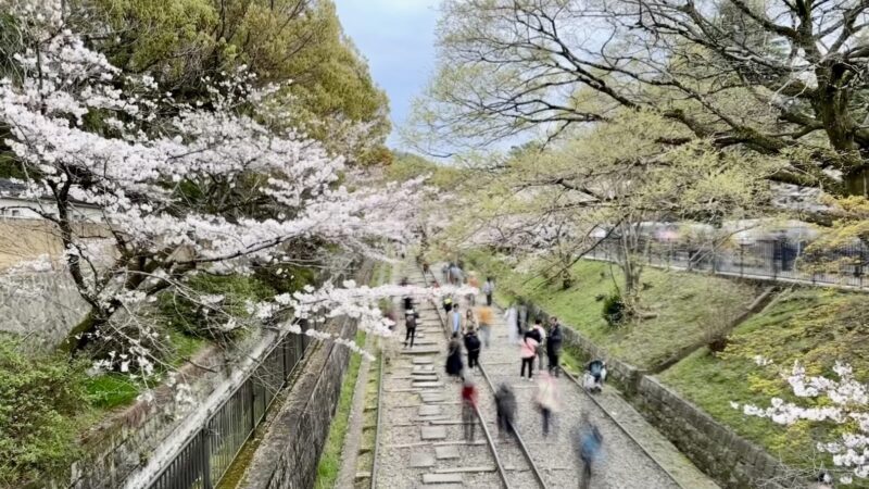 京都南禅寺の桜