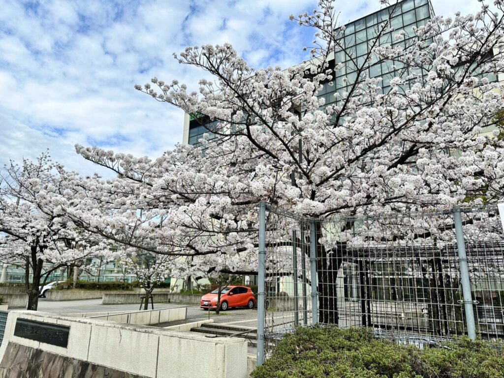 堀川高校の桜