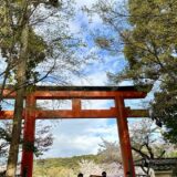 京都市内で最も古い公園丸山公園の桜