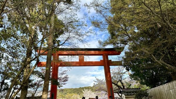 京都円山公園の桜