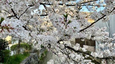 京都祇園白川の桜