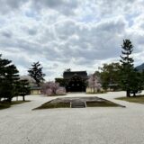 2024年　京都「大覚寺」と大沢池の桜