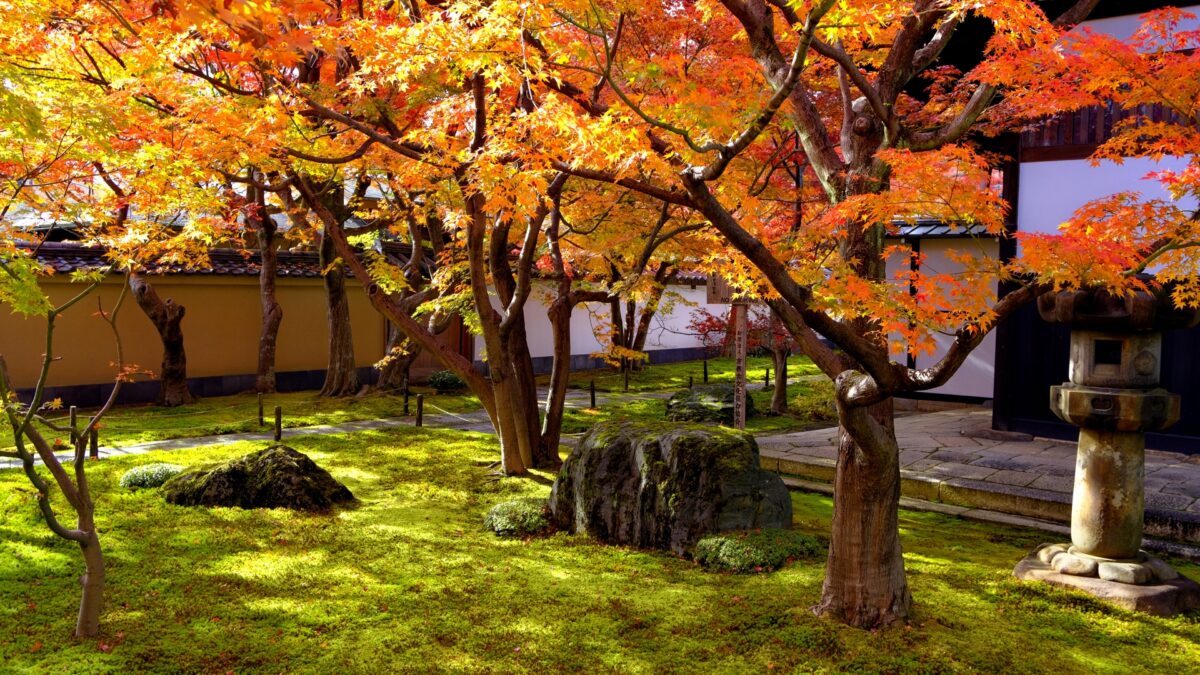 【京都の秋の特別拝観】大徳寺黄梅院 千利休作庭「直中庭」や重要文化財を鑑賞