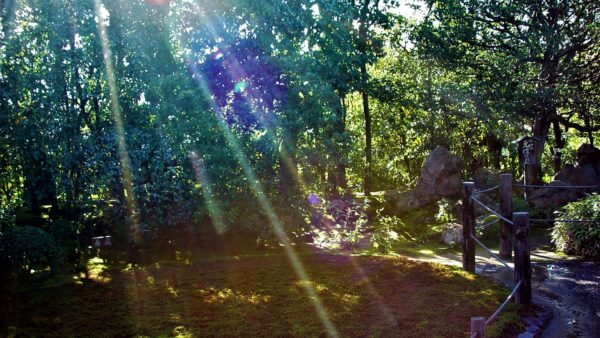 （2025/10/4〜5限定）【京都の秋の限定ツアー】 【妙心寺退蔵院 観月茶会】名庭「余香苑」にてお月見鑑賞と通常非公開の書院でお茶会 精進料理の夕食＜現地集合＞16,500円