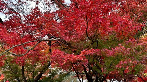 2025永観堂の紅葉