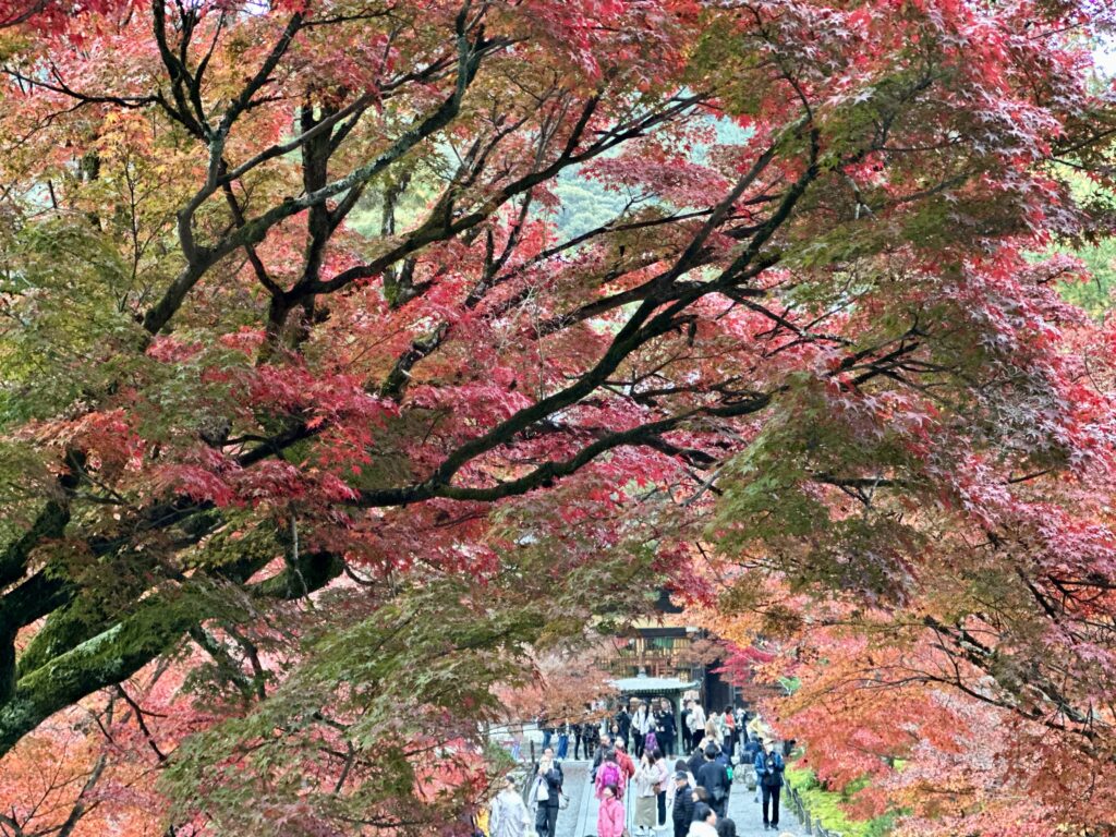 2025南禅寺の紅葉