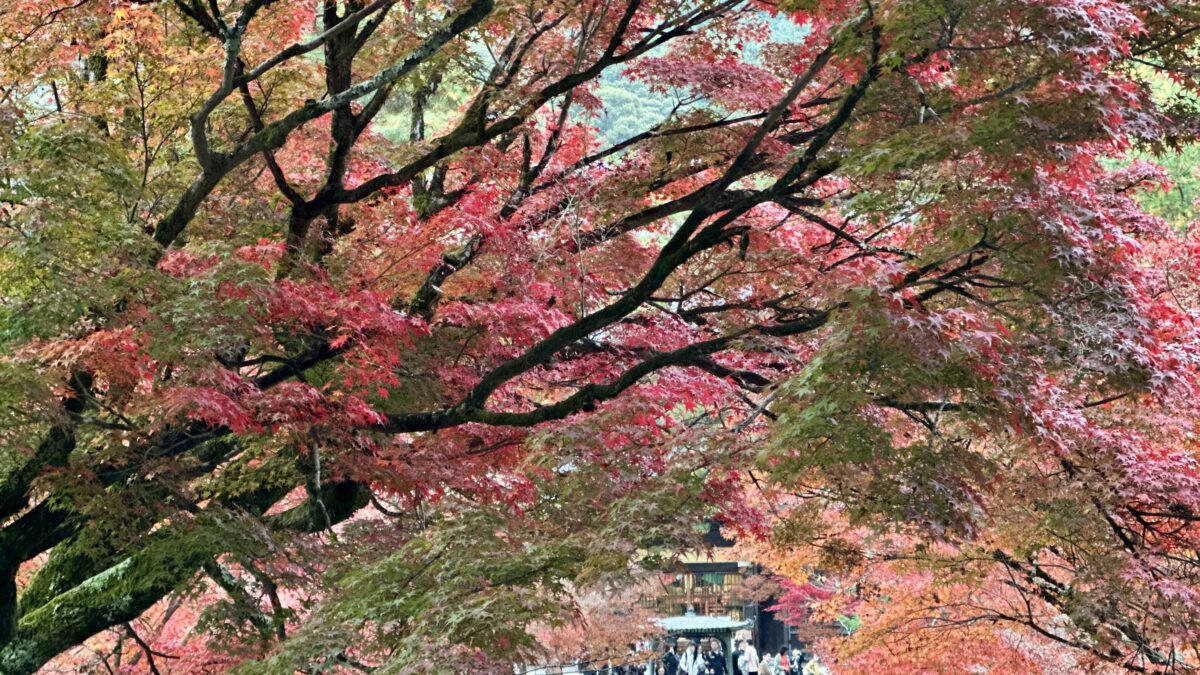 2025南禅寺の紅葉