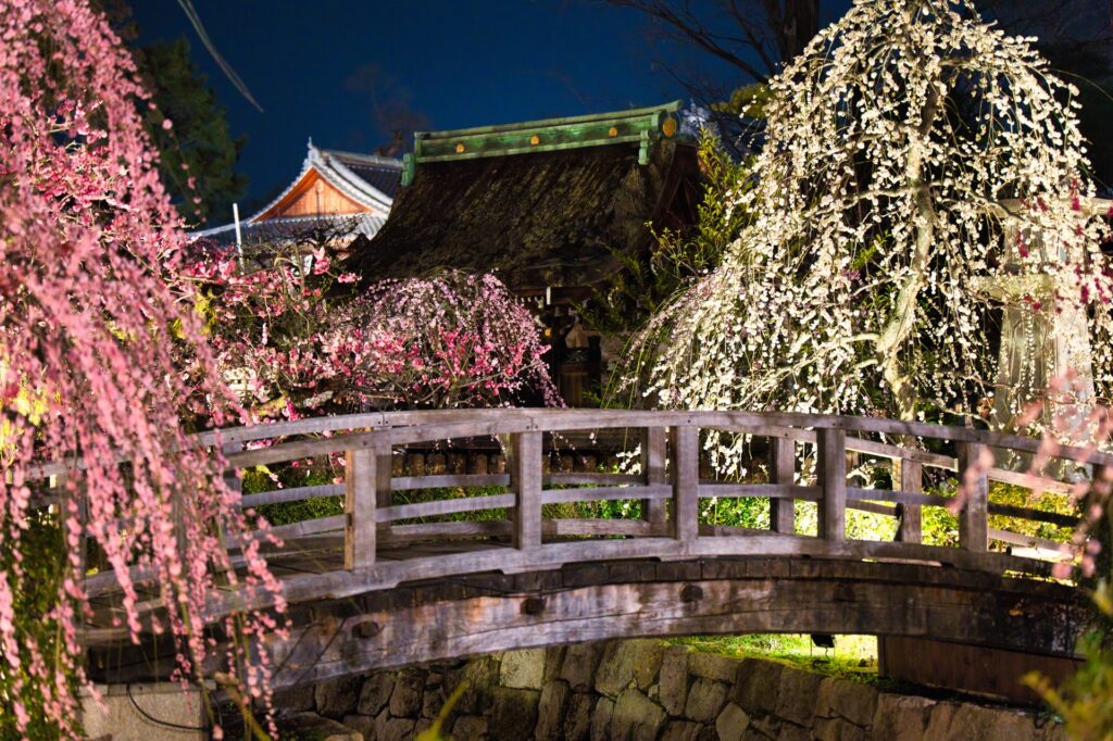 北野天満宮の梅苑ライトアップ鑑賞と舞妓はんとの夕べ