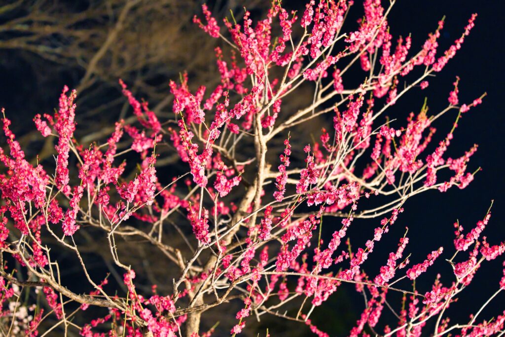 北野天満宮の梅苑ライトアップ鑑賞と舞妓はんとの夕べ