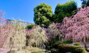 北野天満宮 梅苑＋城南宮
