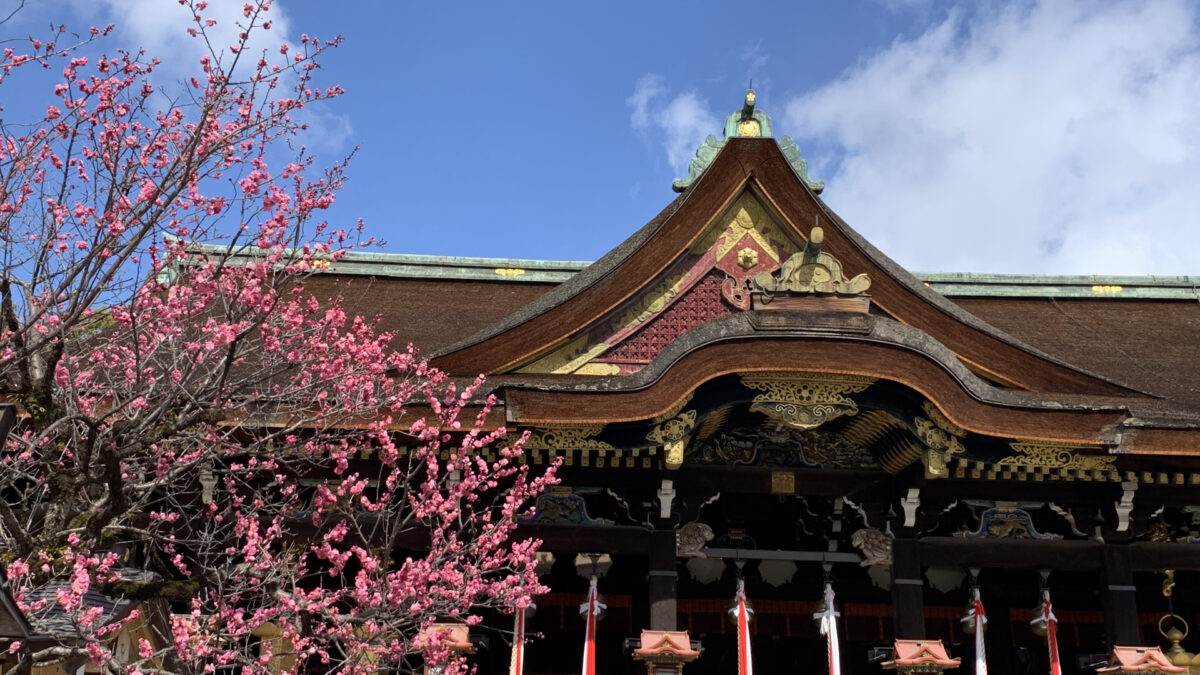 【京都のバスツアー】北野天満宮 梅苑＋智積院＋雲龍（2026/2/16～27）＜昼食付/京都駅発＞