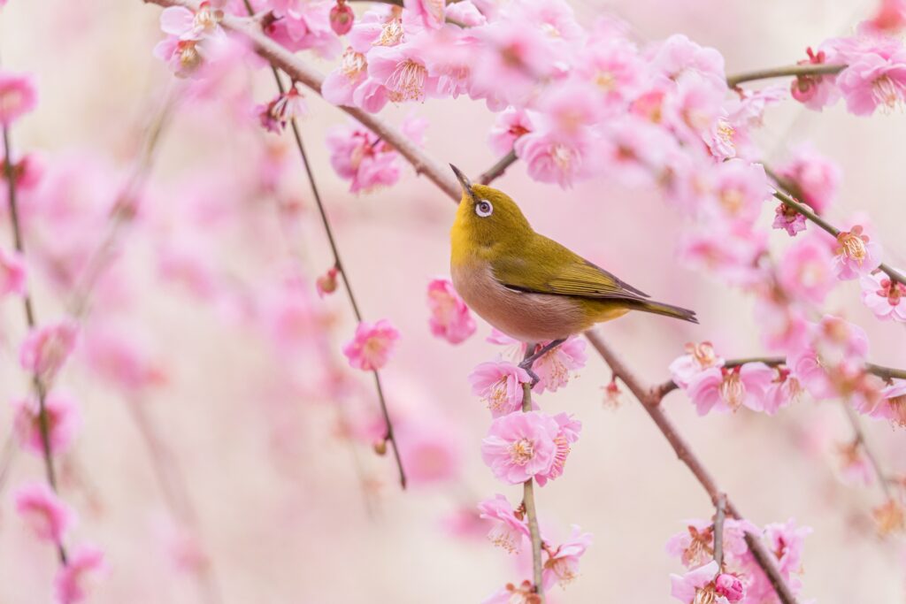 北野天満宮 梅苑＋城南宮