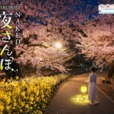 ★京都市「meetus山科-醍醐」連携事業として、山科疏水公園初の夜桜ライトアップを実施『山科区誕生50周年記念NAKED 夜さんぽ ―京都・山科―』開催決定