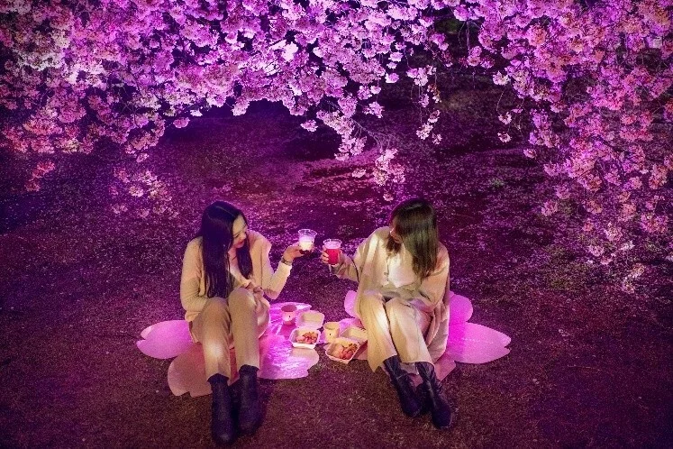 山科疏水公園初の夜桜ライトアップ