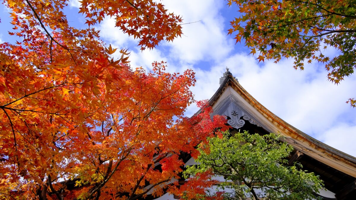 大徳寺黄梅院 特別公開 織田信長や豊臣秀吉ゆかりの歴史スポットへ 千利休作庭の名庭と桃山時代の芸術を堪能
