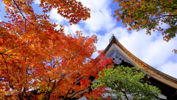 ★大徳寺黄梅院 特別公開 織田信長や豊臣秀吉ゆかりの歴史スポットへ 千利休作庭の名庭と桃山時代の芸術を堪能(3/27~5/17)