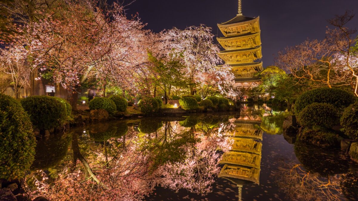 【京都駅発 夜桜ライトアップバスツアー】祇園しだれ桜と東寺 不二桜・高台寺