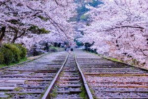 【京都駅発 桜の名所バスツアー】祇園しだれ桜＋高台寺＋将軍塚青龍殿＋蹴上インクライン