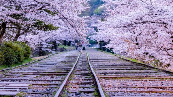 ★【京都駅発 桜の名所バスツアー】祇園しだれ桜＋高台寺＋将軍塚青龍殿＋蹴上インクライン（2026/3/20～4/5）