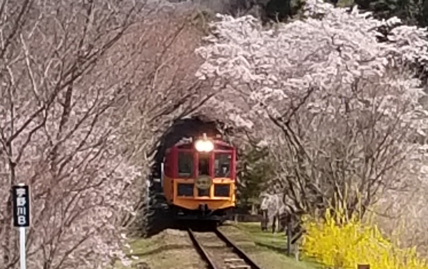 【京都駅発 夜桜ライトアップバスツアー】嵯峨野トロッコ列車 春のライトアップ＆イルミネーションを満喫