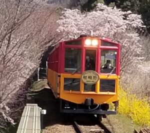 【京都駅発 夜桜ライトアップバスツアー】嵯峨野トロッコ列車 春のライトアップ＆イルミネーションを満喫