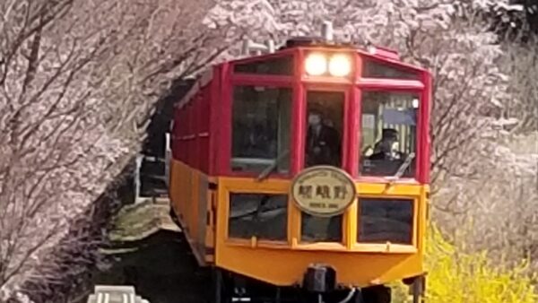 ★【京都駅発 夜桜ライトアップバスツアー】嵯峨野トロッコ列車 春のライトアップ＆イルミネーションを満喫（2026/3/27～4/5）