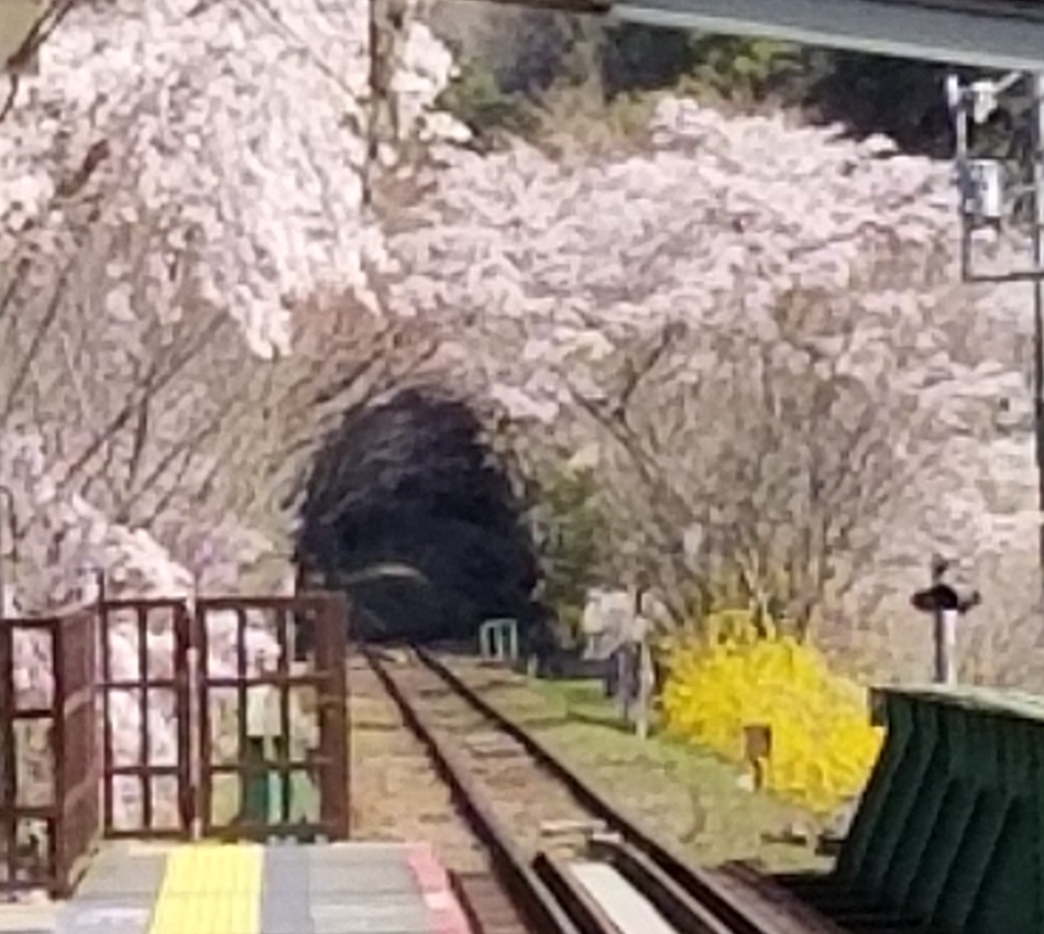 【京都駅発 夜桜ライトアップバスツアー】嵯峨野トロッコ列車 春のライトアップ＆イルミネーションを満喫