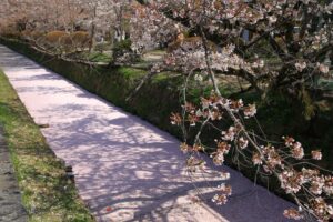 【京都駅発 桜の名所バスツアー】銀閣寺＋哲学の道＋平野神社