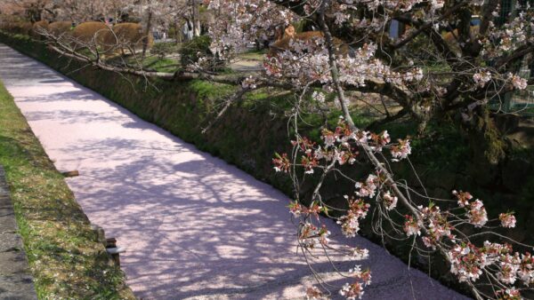 ★【京都駅発 桜の名所バスツアー】銀閣寺＋哲学の道＋平野神社（2026/3/27～4/5）