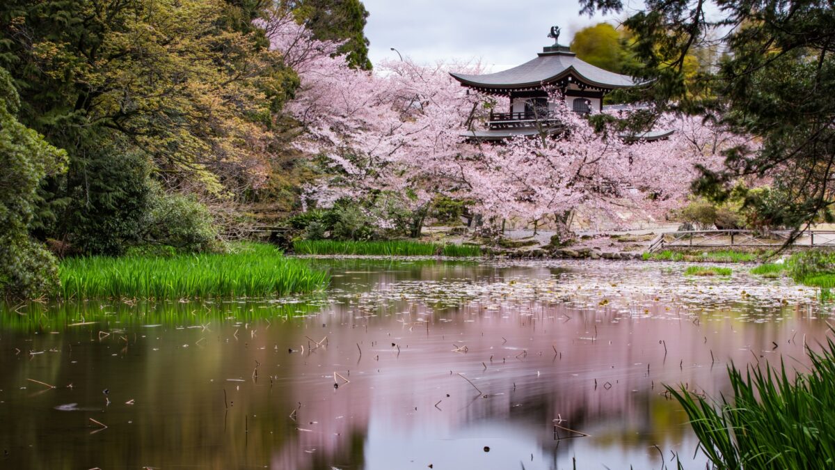 【京都駅発 宇治の桜の名所バスツアー】勧修寺+醍醐寺三宝院+平等院等 世界遺産と名刹めぐり
