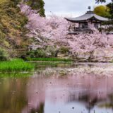 【京都駅発 宇治の桜の名所バスツアー】勧修寺＋醍醐寺三宝院＋平等院等 世界遺産と名刹めぐり