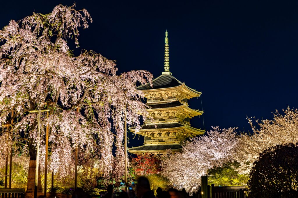 【京都駅発 夜桜ライトアップバスツアー】祇園しだれ桜と東寺 不二桜・高台寺