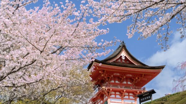 ★【京都駅発 夜桜ライトアップバスツアー】桜色に染まる知恩院 友禅苑と清水寺(2026/3/27~4/4)