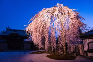 高台寺&圓徳院 春の夜間特別拝観