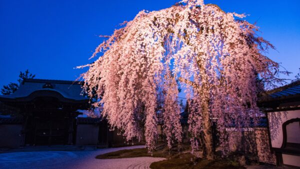 ★【高台寺&圓徳院 春の夜間特別拝観】NHK大河ドラマ『豊臣兄弟』豊臣秀吉公ゆかりのお寺高台寺 ライトアップされた美しい桜鑑賞と京湯葉料理の夕食 高台寺掌美術館...