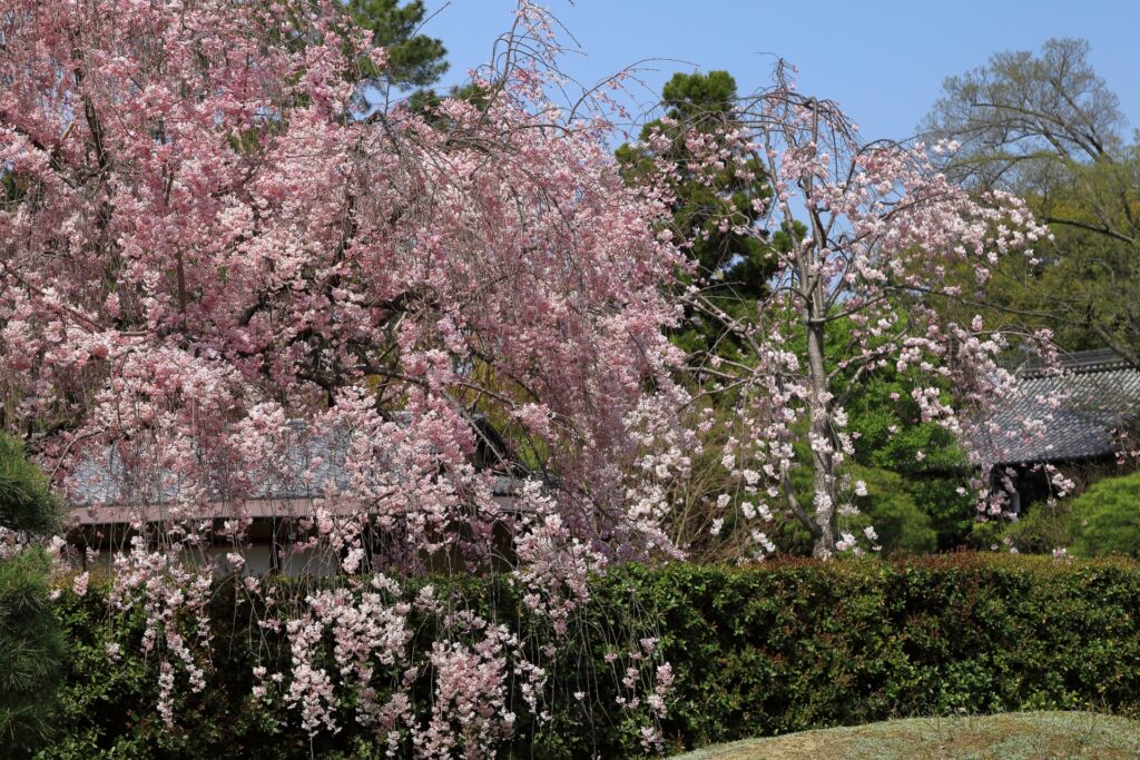 【京都駅発 桜の名所バスツアー】城南宮＋光明寺＋善峯寺＋白子竹の子の昼食