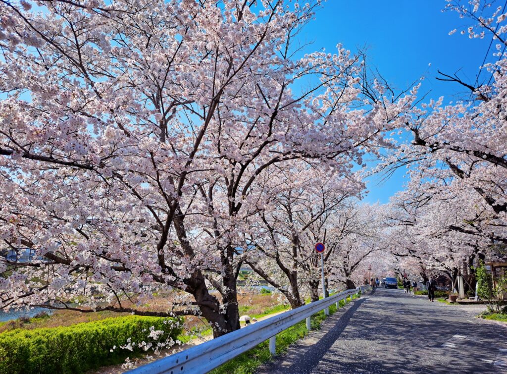 【京都駅発 春先取り＆桜満喫ドライブスカイバス京都 2階建てオープントップバスツアー】