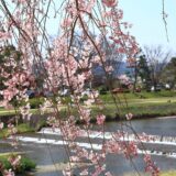 ★【京都駅発 春先取り＆桜満喫ドライブスカイバス京都 2階建てオープントップバスツアー】（2026/3/19～4/12）