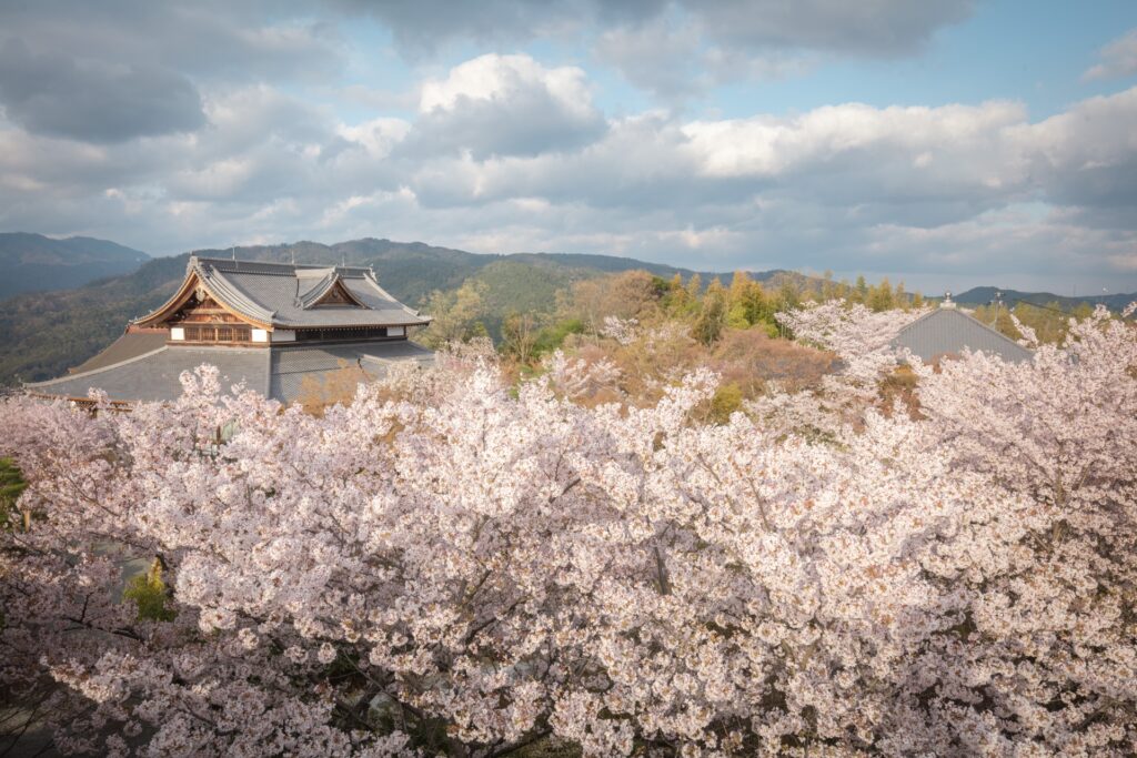 【京都駅発 桜の名所バスツアー】祇園しだれ桜＋高台寺＋将軍塚青龍殿＋蹴上インクライン