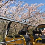 スカイバス京都 2階建てオープントップバス 春